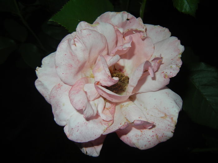 Rose Queen Elisabeth (2015, June 08)
