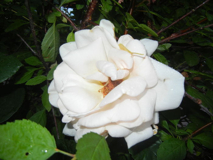 Rose Adriana (2015, June 12)