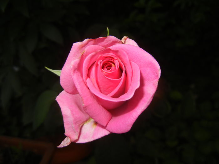 Rose Pink Peace (2015, June 12)
