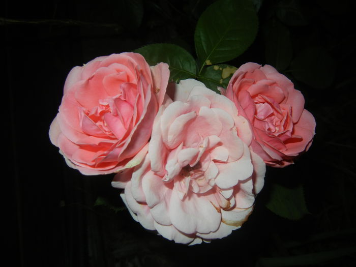 Rose Pleasure (2015, June 08)