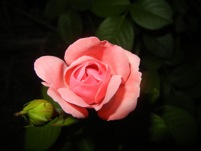 Rose Pleasure (2015, June 08)