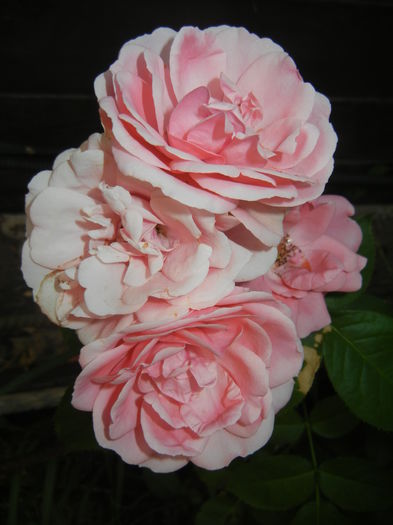 Rose Pleasure (2015, June 11)