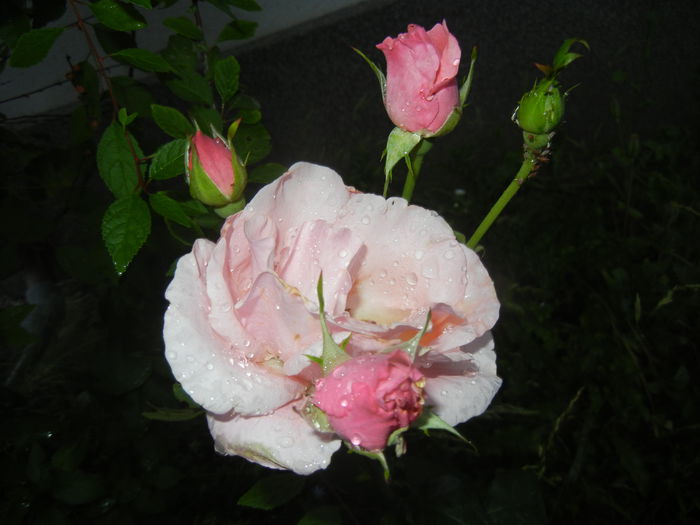 Rose Queen Elisabeth (2015, June 10)