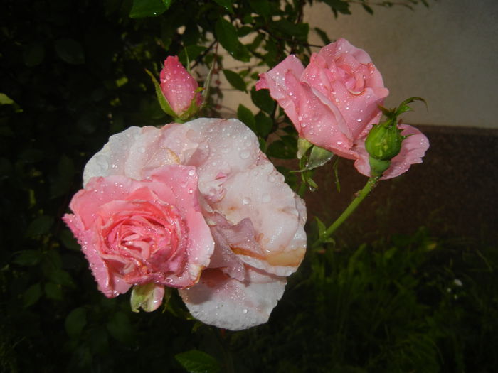 Rose Queen Elisabeth (2015, June 11)