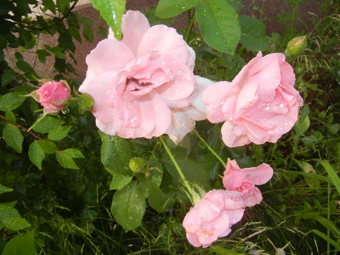 Rose Queen Elisabeth (2015, June 11) - Rose Queen Elisabeth