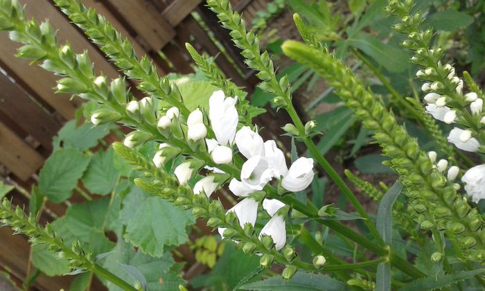 035; Lupinus Polyphyllus  (russel hybrid)

