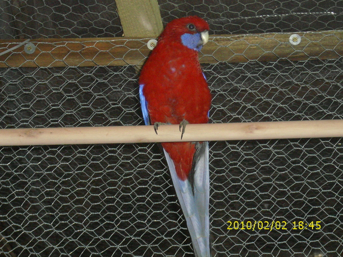 Mascul-Rosella-Penant-Matca-1