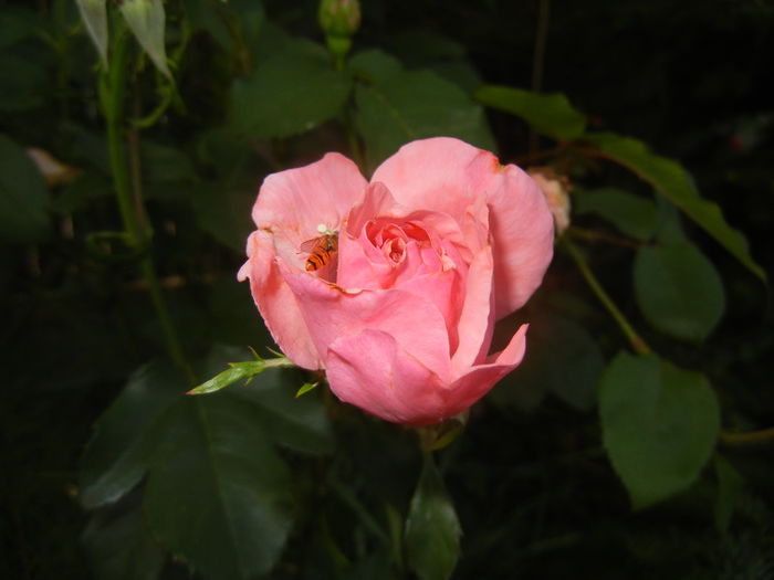 Rose Royal Highness (2015, June 11)