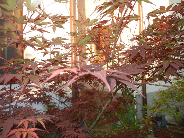 Acer palmatum Bloodgood (2015, Jun.02)