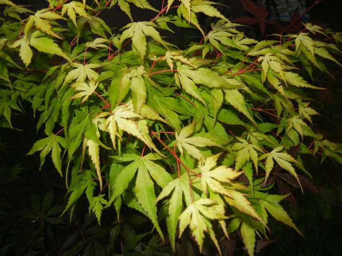 Acer palmatum Katsura (2015, June 10)