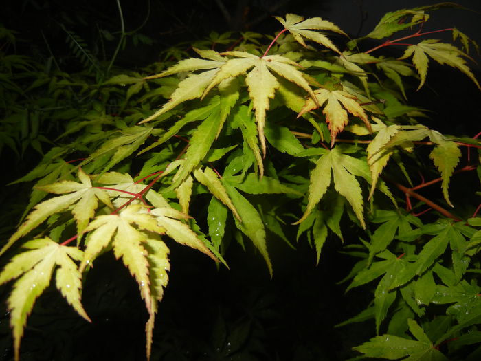 Acer palmatum Katsura (2015, June 10)