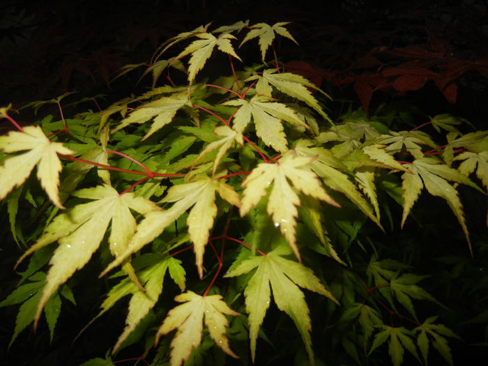 Acer palmatum Katsura (2015, June 10)