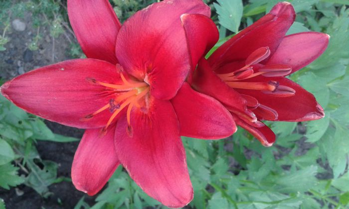 001; Lilium Red County  10/12 cm
