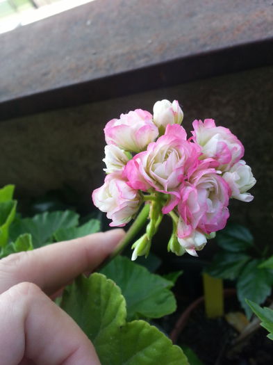 20150606_010621 - B muscate