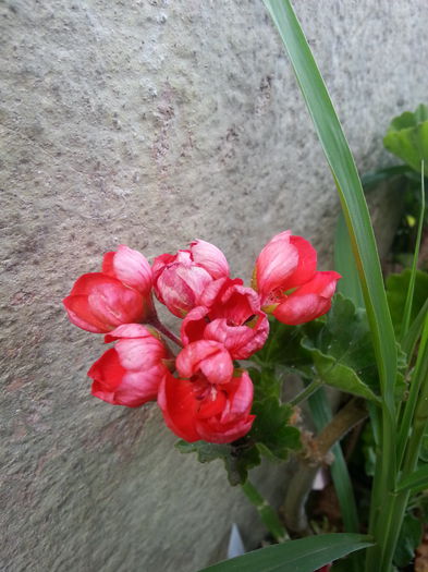 20150616_112535 - B muscate