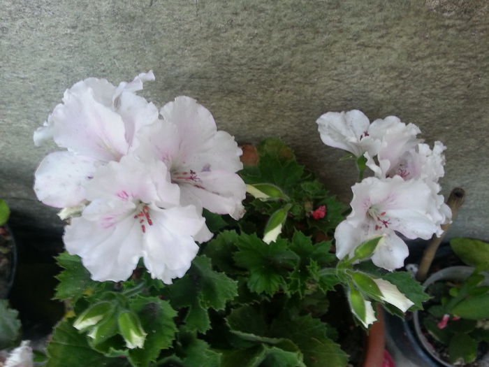 20150616_112542 - B muscate