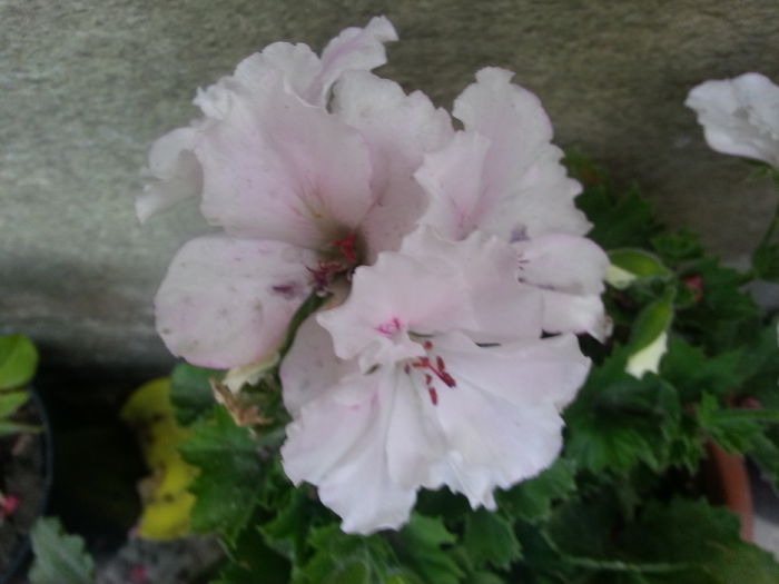 20150616_112545 - B muscate