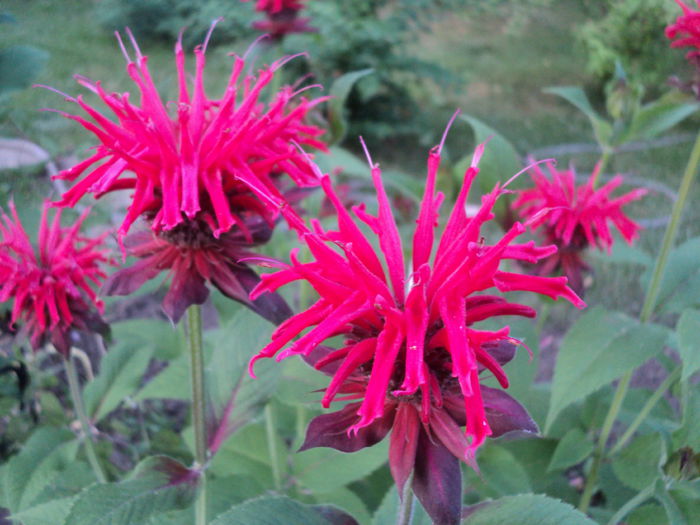 Monarda