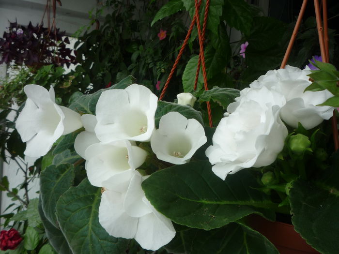 Gloxinia 3 - Flori 2015 - A doua parte