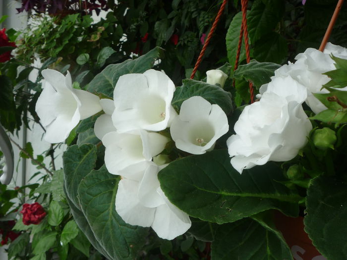 Gloxinia 4 - Flori 2015 - A doua parte