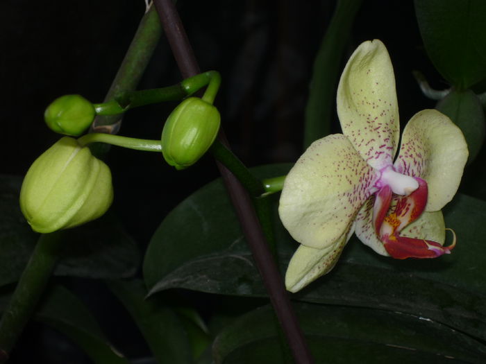 Orhidee 1 - Flori 2015 - A doua parte