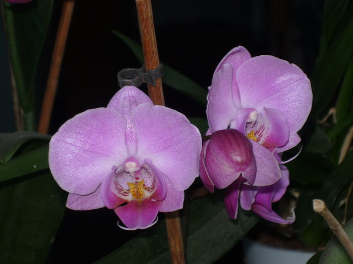Orhidee - Flori 2015 - A doua parte