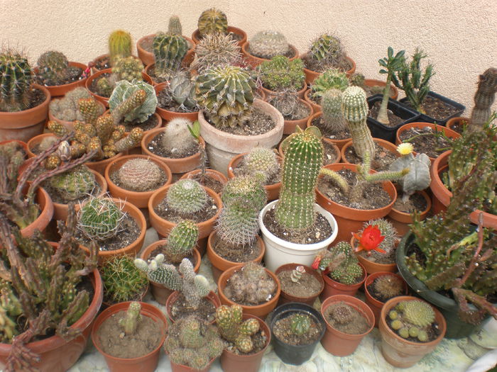 P1010175 - cactusi si alte suculente