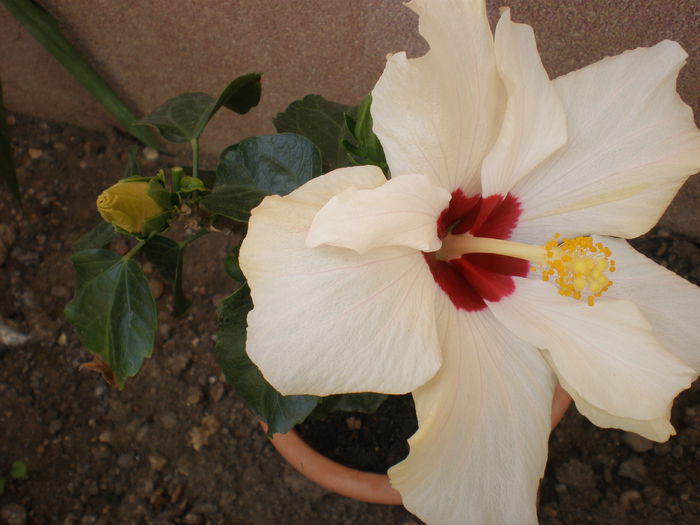 P1010177 - hibiscus