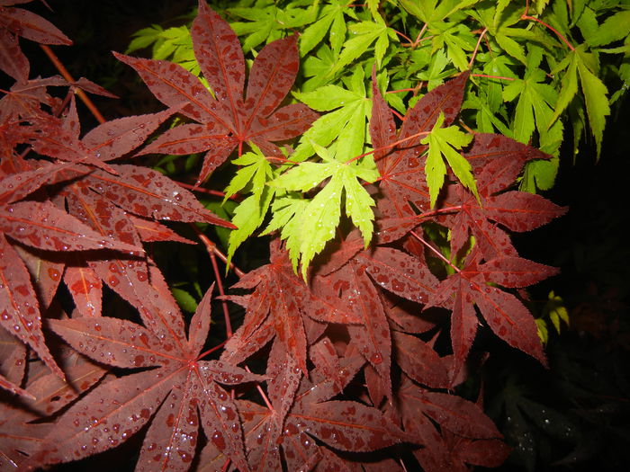 Acer Bloodgood & Katsura (2015, Jun.10) - Acer palmatum_Japanese Maples