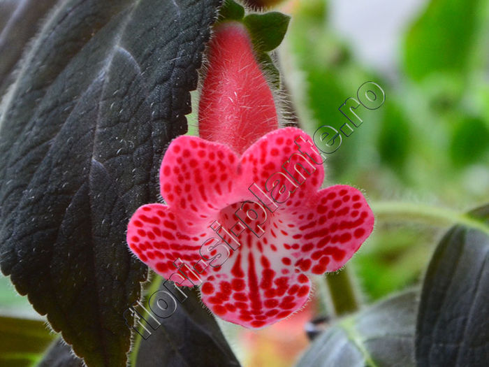 NEW 2015 - Kohleria Luci s Red Velvet - KOHLERIA IV - Hibrizii mei - My hybrids