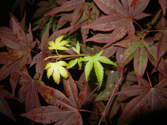 Acer Bloodgood & Katsura (2015, Jun.10) - Acer palmatum_Japanese Maples