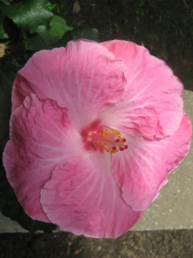 Picture My plants 3631