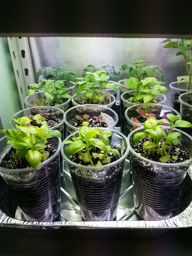 20150409_163331 - rasaduri 2015