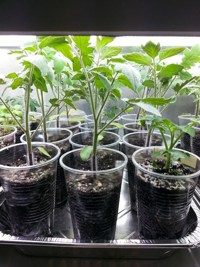 20150409_163344 - rasaduri 2015