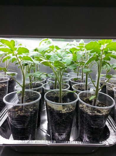 20150409_163347 - rasaduri 2015