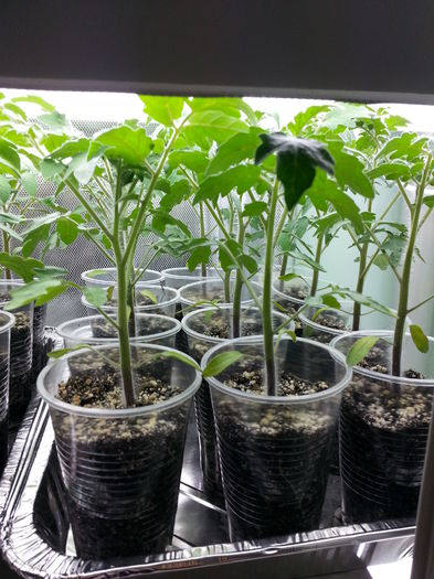 20150409_163350 - rasaduri 2015