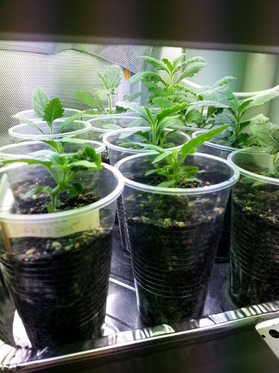 20150409_163359 - rasaduri 2015