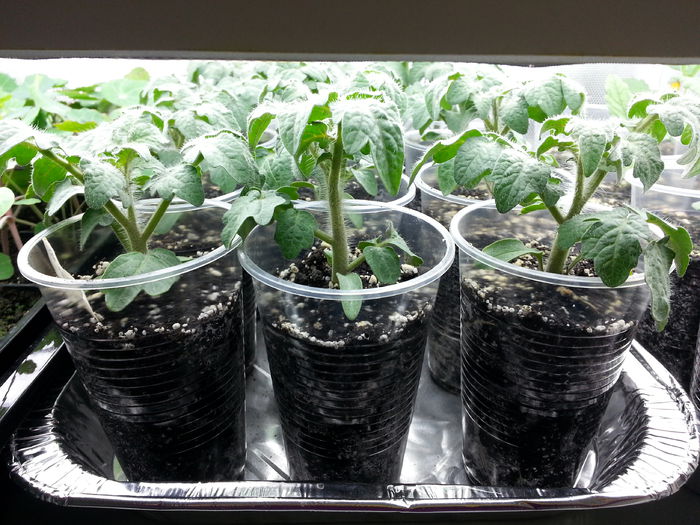 20150409_163409 - rasaduri 2015