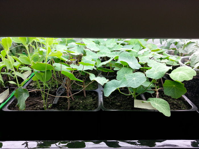 20150409_163414 - rasaduri 2015