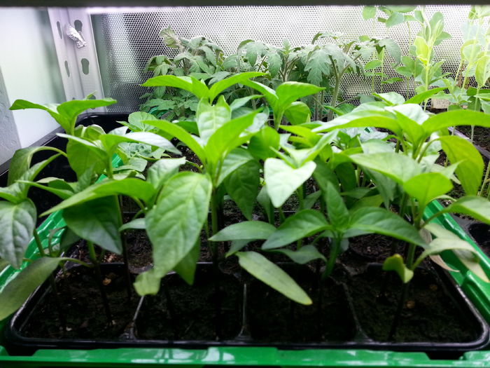 20150409_163423 - rasaduri 2015