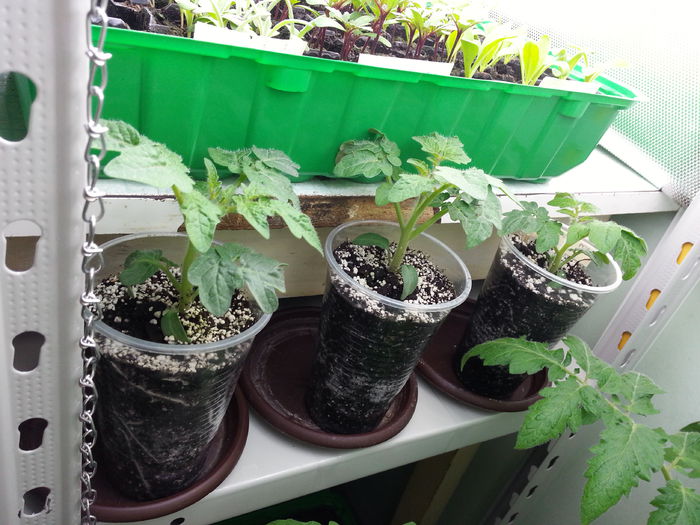 20150409_163552 - rasaduri 2015