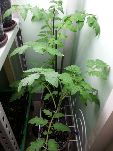 20150409_163555 - rasaduri 2015