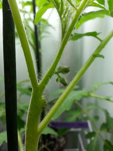 20150409_163601 - rasaduri 2015