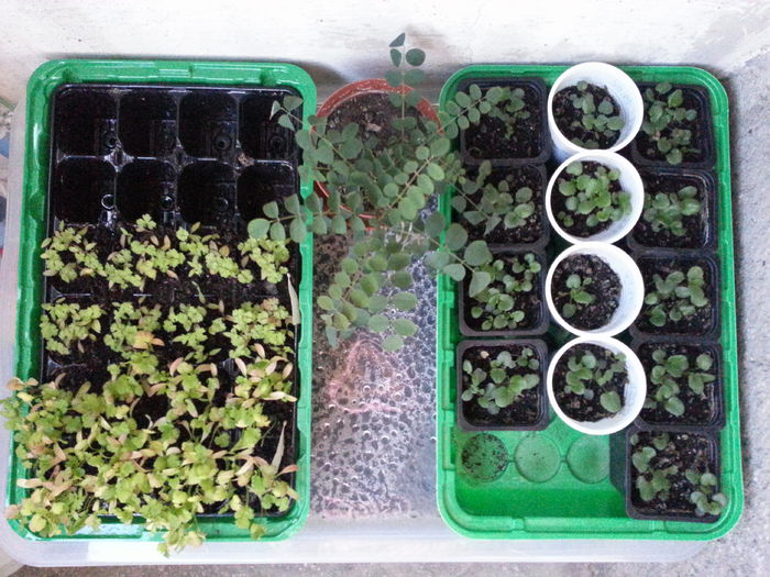 20150410_195950 - rasaduri 2015