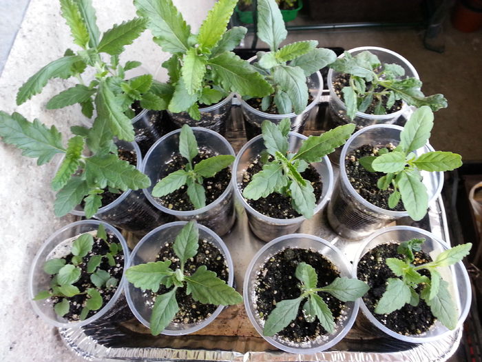 20150411_185936 - rasaduri 2015