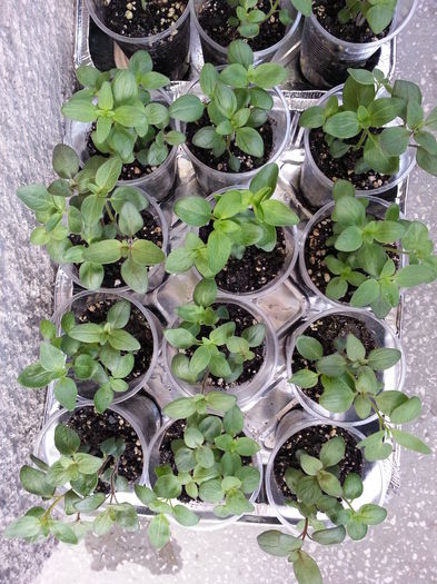 20150411_185941 - rasaduri 2015