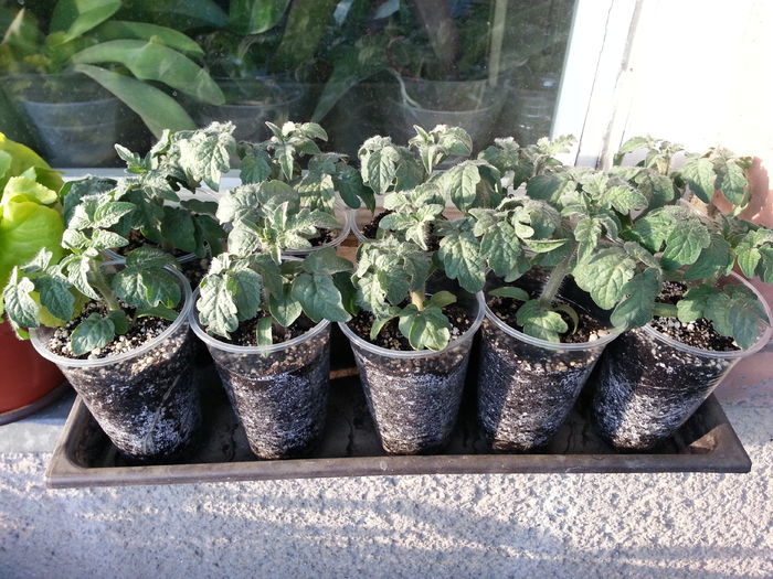 20150411_185956 - rasaduri 2015