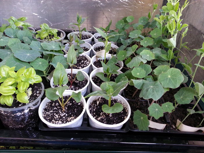 20150411_190001 - rasaduri 2015