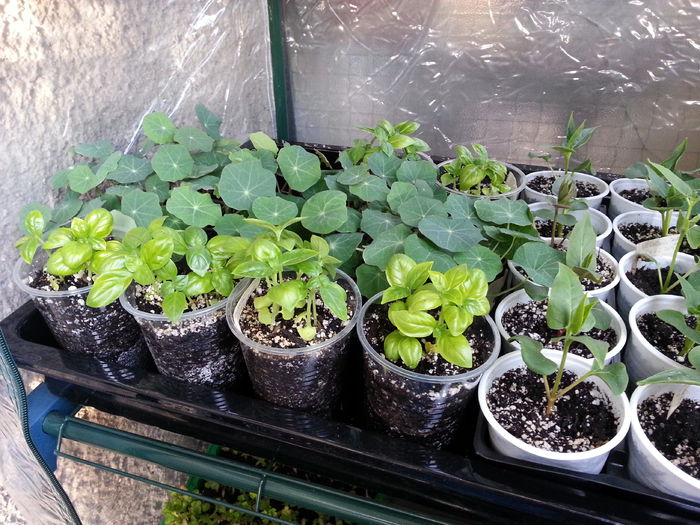 20150411_190004 - rasaduri 2015