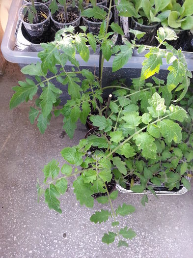 20150411_190047 - rasaduri 2015